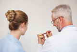 Dentist and assistant studying model of mouth