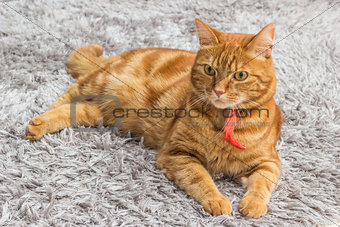 Red cat with red collar