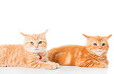 Two little Ginger british shorthair cats over white background
