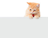 little Ginger british shorthair cats with white board