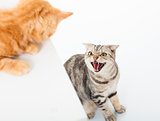 closeup of two cats in a conflict over  white background