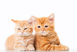 Two little Ginger british shorthair cats over white background