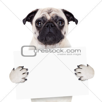 placard banner dog