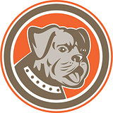 Bulldog Dog Mongrel Head Mascot Circle