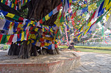  Colorful buddhist Prayer flags on tree in Lumbinis, Nepal