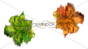 Two dry maple-leafs, orange and green