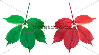 Red autumn and green virginia creeper leaves 