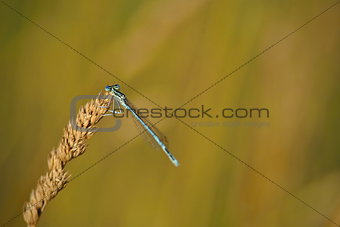 Platycnemis pennipes on a straw with abstract background