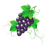 Dark grape