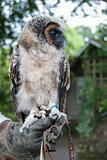 Malaysian Wood Owl