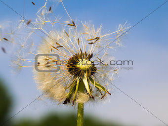 Dandelion in the wind