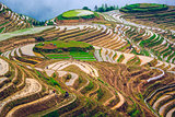 Chinese Rice Terraces
