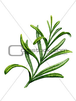 Sprig of rosemary. Watercolor illustration