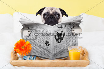 pug dog newspaper