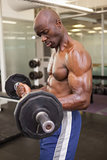 Muscular man lifting barbell in gym