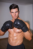 Portrait of a shirtless muscular boxer