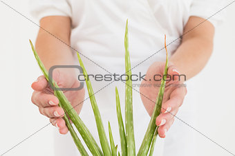 Close up mid section of woman with aloe vera