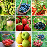Berries and fruits