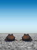 Two Frogs Toad on the road