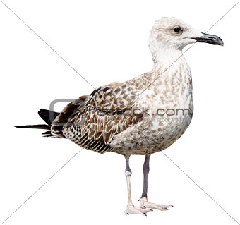 Big Grey Seagull isolated on white