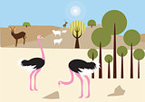 Ostriches in the desert