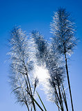 Feather Grass with Halo Sun Background