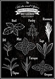 set vector images plant herbs for cooking