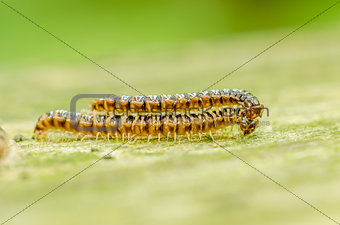 mating centipede