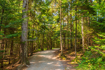 Pathway in the Hopewell Rocks park
