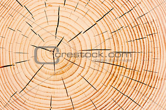 annual tree rings, fine texture closeup
