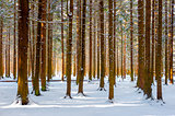 beautiful winter forest frosty morning