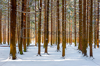 beautiful winter forest frosty morning