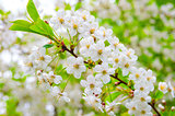 branch of cherry blossoms closeup