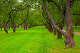 beautiful alley in the park with green lawn