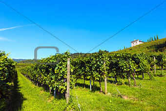 Italian Vineyards - Valpolicella Wine
