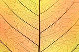 Background of Autumn colors Leaf cell structure - natural textur