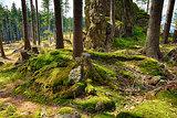 The primeval forest-HDR