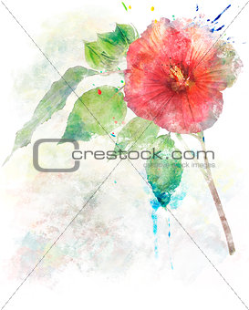 Watercolor Image Of  Hibiscus Flower