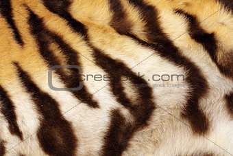 detail on tiger real black stripes