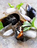 fresh delicious seafood mussels with green parsley