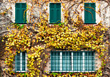 Old building with yellowed ivy and green windows