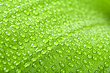 water drops on green plant leaf 