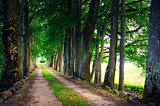 Road through a forest, summer landscape