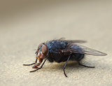 Housefly macro closeup