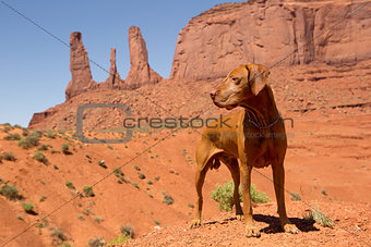 red dog in desert