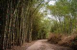 Bamboo Road