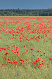 red poppies field in summer