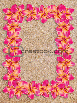 Pink frangipani frame on sand