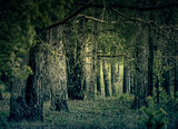Retro Pine Forest