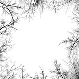 Tree branches silhouette